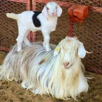 ذبح گاو و گوسفند سلاخ،سلاخی، قصاب قصابی