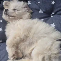 سگ شیتزو کراس واکسینه شده