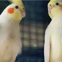 عروس هلندی مولد 7 تخم