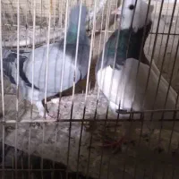 کفتر