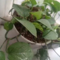 گل پتوس طبیعی و زیبا