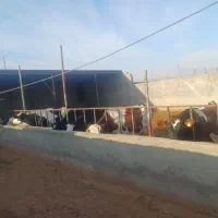 گاو شیری و تلیسه صنعتی|حیوانات مزرعه|باشتین, |دیوار