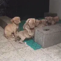 سگ پیت بول|سگ|تهران, سعادت‌آباد|دیوار