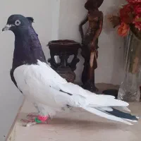 کفترصید|پرنده|مشهد, انصار|دیوار