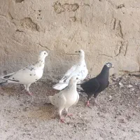 کبوتر|پرنده|برازجان, |دیوار