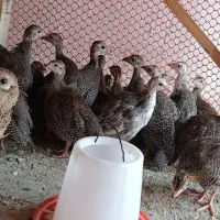 مرغ شاخدار(گینه ای)