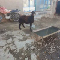 بره قوچ افشاری|حیوانات مزرعه|شیرین‌سو, |دیوار