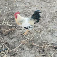 خروس محلی. قیمت مناسب ۵کیلو به بالا 10 عدد