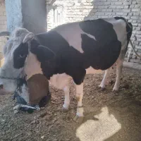 گاو|حیوانات مزرعه|زابل, |دیوار