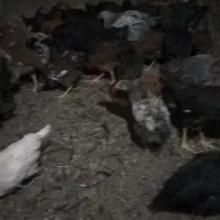 جوجه رنگی محلی