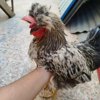 خروس گردن لخت|حیوانات مزرعه|اهواز, کوی مهدیس|دیوار