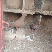 هفرنگ دم سفید