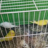 چهار تا جوجه مرغ عشق نژاد خوب|پرنده|نیشابور, ده حلاج|دیوار