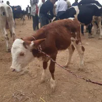 بهترین جنس کشور|حیوانات مزرعه|سیجوال, |دیوار