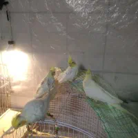 عروسهلندیچهارتا|پرنده|باسمنج, |دیوار