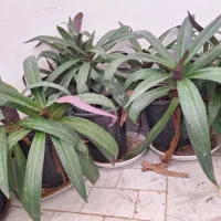 گل موسی در گهواری