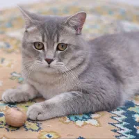 گربه بریتیش