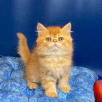 گربه های اصیل خونگی تو از ما بگیر ( irancats)