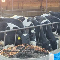 گاو و گوساله|حیوانات مزرعه|مرودشت, کناره|دیوار