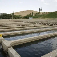 اجاره پرورش ماهی