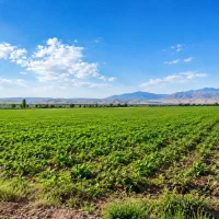 فروش-زمین-های-هکتاری
