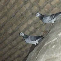 کبوتر المانی