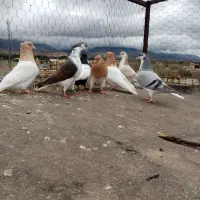 کبوترفروشی