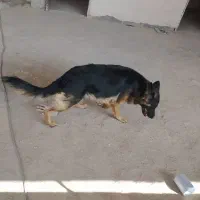 فروش سگ ژرمن|سگ|فولادشهر, B2|دیوار