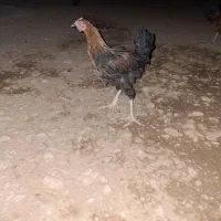 فروش خروس جوان و تعدادی غاز|حیوانات مزرعه|آبدانان, |دیوار