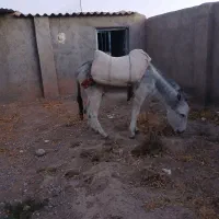 خر گله ای بسیار آرام