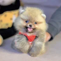 پامرکده سگ پامر خرسی اورجینال.پامرانین عروسکی|سگ|شیراز, فرهنگ شهر|دیوار