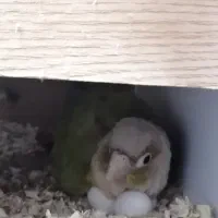 جفت مولد گرینچیک روی تخم