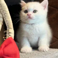 گربه اصالت دار و خالص از همه نژاد ها|گربه|قم, سراجه (۱۵ خرداد)|دیوار