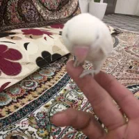 سه عددکوتوله ویک عروس|پرنده|تربت جام, میان جام|دیوار