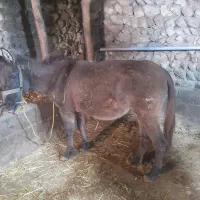 قاطر|حیوانات مزرعه|کلیبر, |دیوار