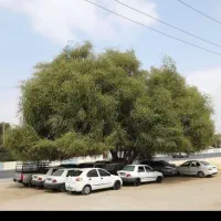 زمین اجاره ای دیم