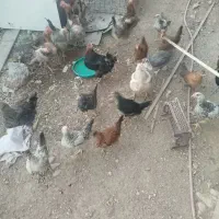 مرغ و خروس|حیوانات مزرعه|رودهن, |دیوار