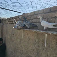 کبوتر خوشرنگ سیاه شصتی چپ سفید اراکی هفرنگ پرشی|پرنده|بوئین زهرا, |دیوار