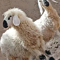 دو بره چاق‌