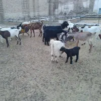 بز و کولار پاکستانی|حیوانات مزرعه|شیراز, دارالرحمه|دیوار