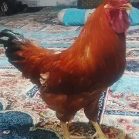 خروس|حیوانات مزرعه|مشهد, قائم|دیوار