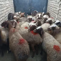 گوسفند بیست و هفت راس جوان ابستنو یک راس قوچ مغان|حیوانات مزرعه|قروه, |دیوار