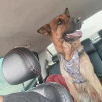 فروش سگ ژرمن