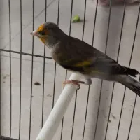 سهره قناری نر آبدانان|پرنده|ایلام, |دیوار