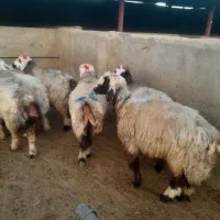فروش ۱۲راس میش یا گوسفند داشتی
