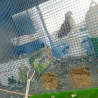 کبوتر گمشده