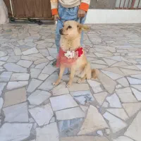 سگ اشپیتز