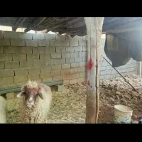 گوسفند آشتی وگوشتی|حیوانات مزرعه|سیروان, |دیوار