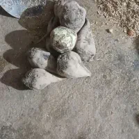 ۲۰۰ کیلو چغندر برای مصرف دام