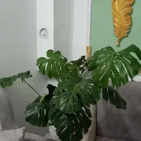 گل گیاهان ارزان و زیبا